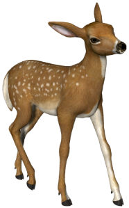 a small deer